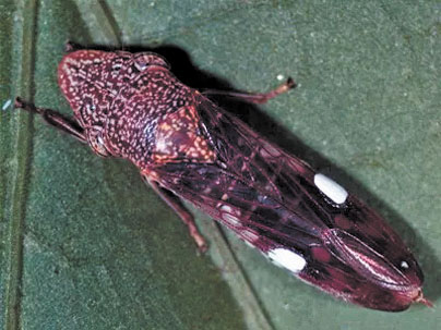 玻璃翅葉蟬(glassy-winged sharpshooter)。聖他克拉縣政府