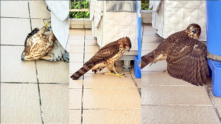 打鼓嶺獨眼鳳頭蒼鷹撞窗獲救 女戶主及時通報愛協協助